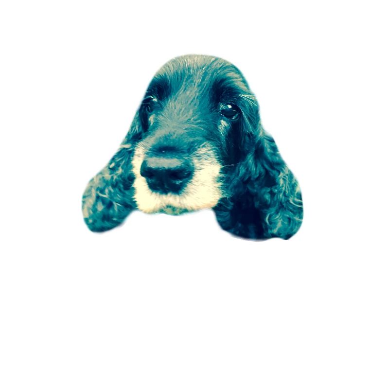 Cocker Spaniel