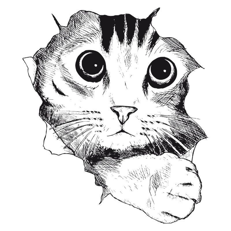 Cat drawn