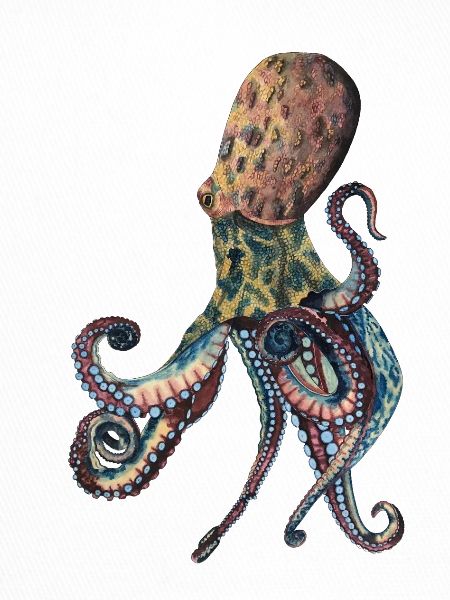 Octopus Squid