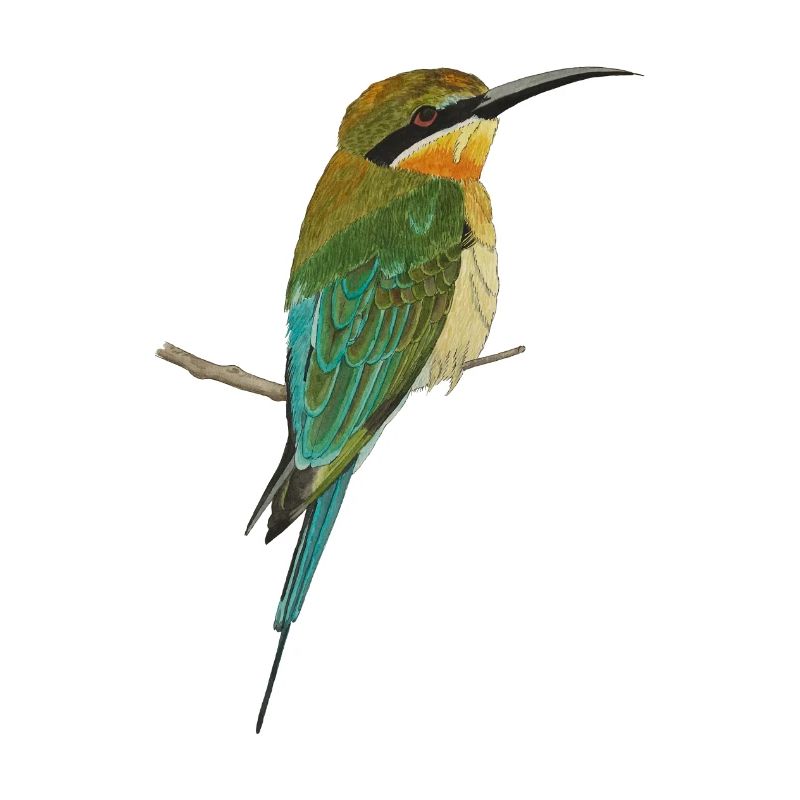 Guêpiers Oiseaux Oiseau de paradis Merops apiaster
