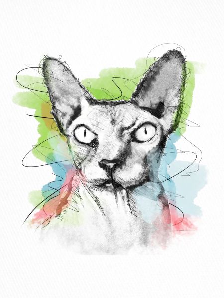 Sphinx Katze Nacktkatze Skizze