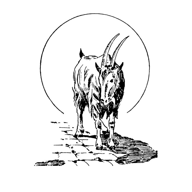 Ziege Ziegenbock