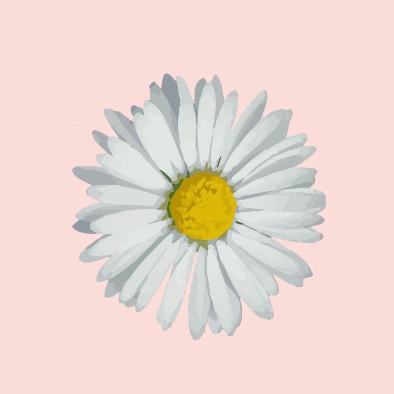 daisy