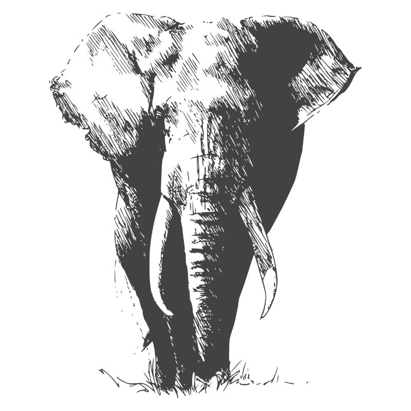 wunderschöner grosser Elefant schattiert