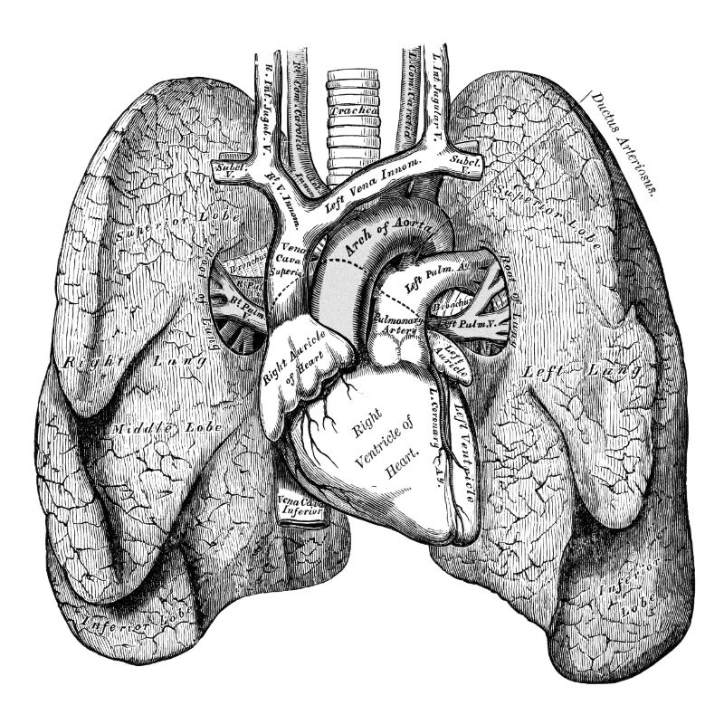 Human Body - Lungs
