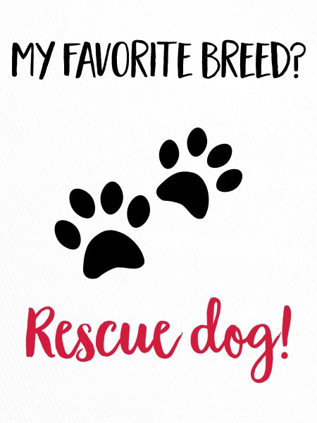 rescuedog