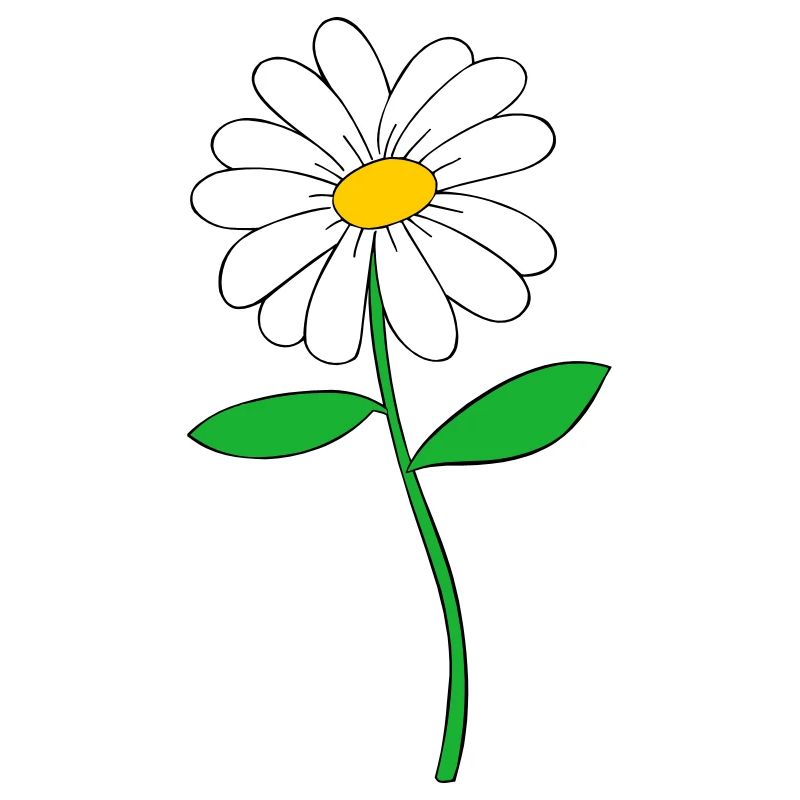 daisy flower