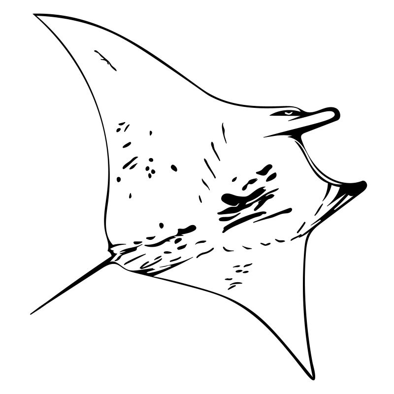 Manta Ray