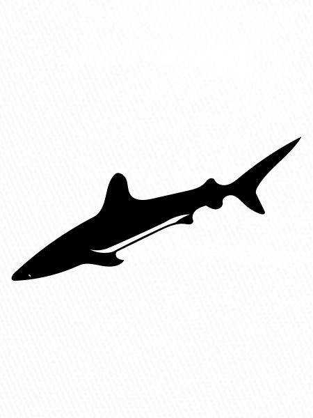 Hai - Vector Design