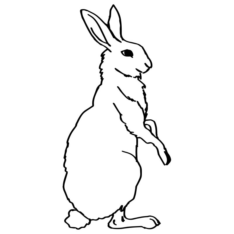 Lièvre, lapin, pâques, lapin de pâques, illustration