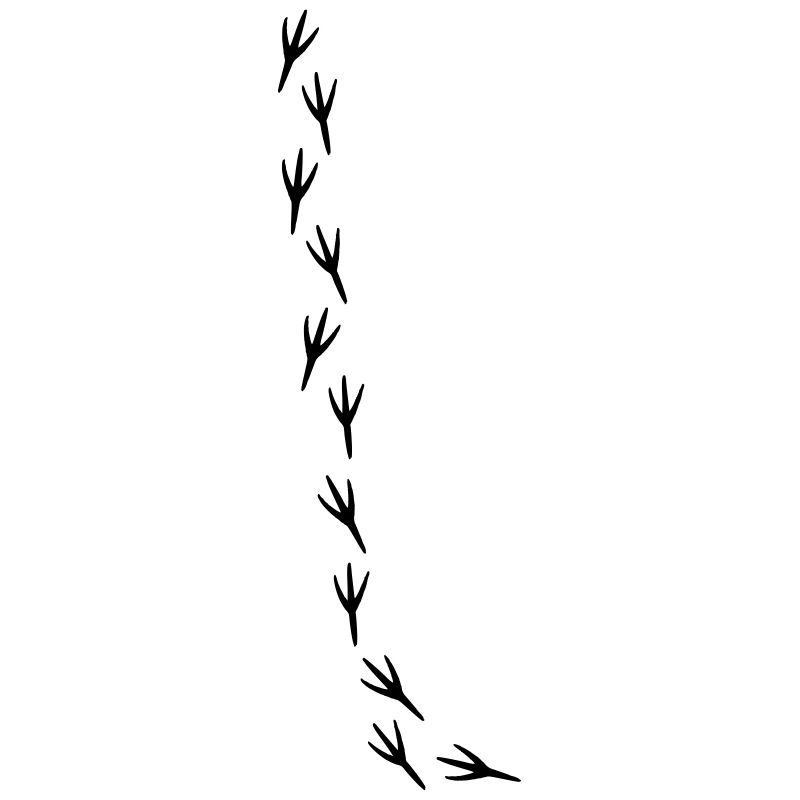 Oiseau oiseau trace de moineau