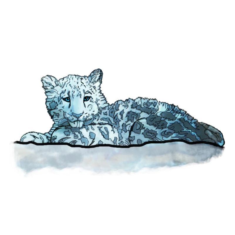 Schneeleopard Junges