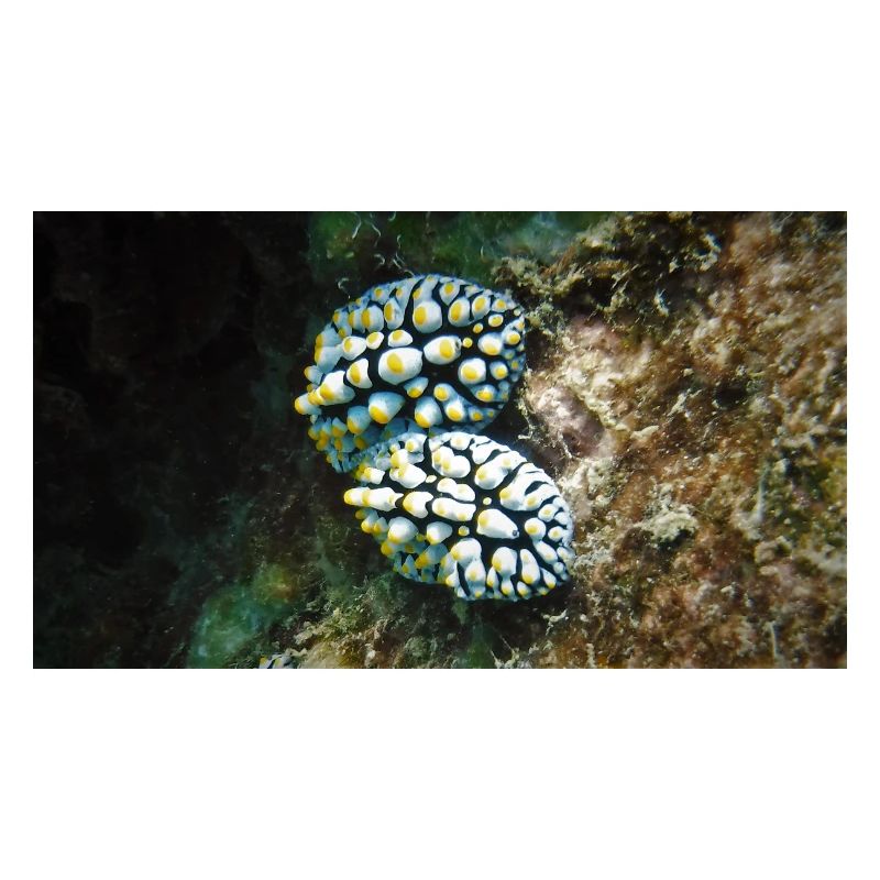 NACKTSCHNECKE