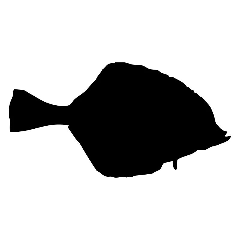 Flunder - Fisch - Fish