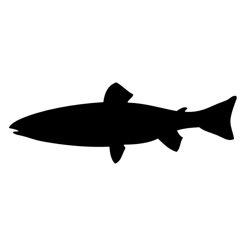 Meerforelle - Fisch - Fish