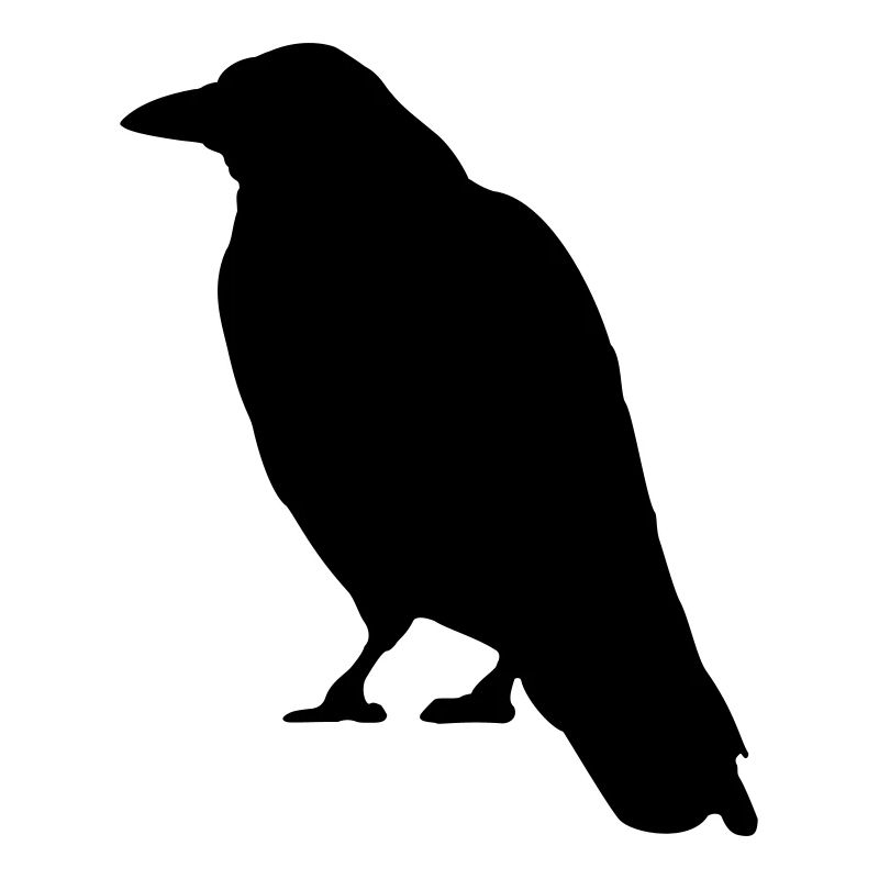 Black Crow oiseau