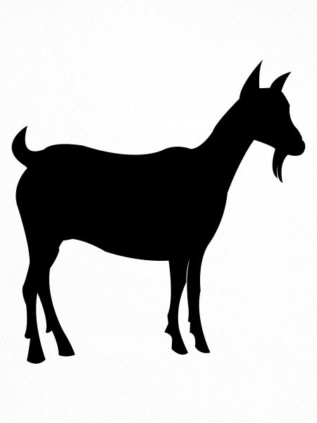 ziege