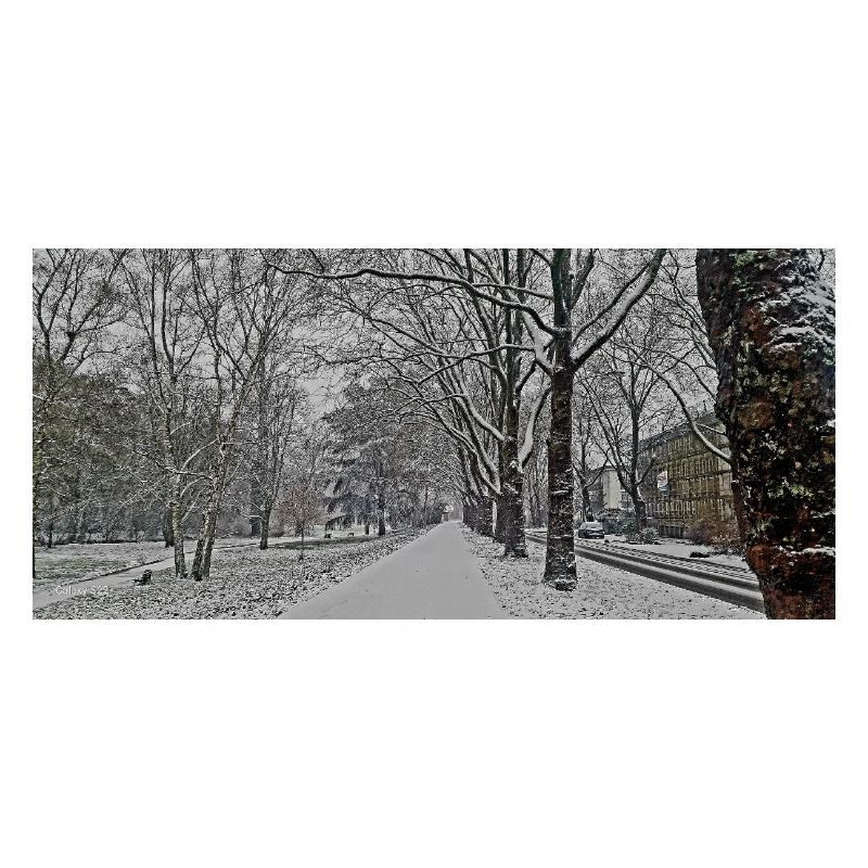 Winterallee im Schneefall