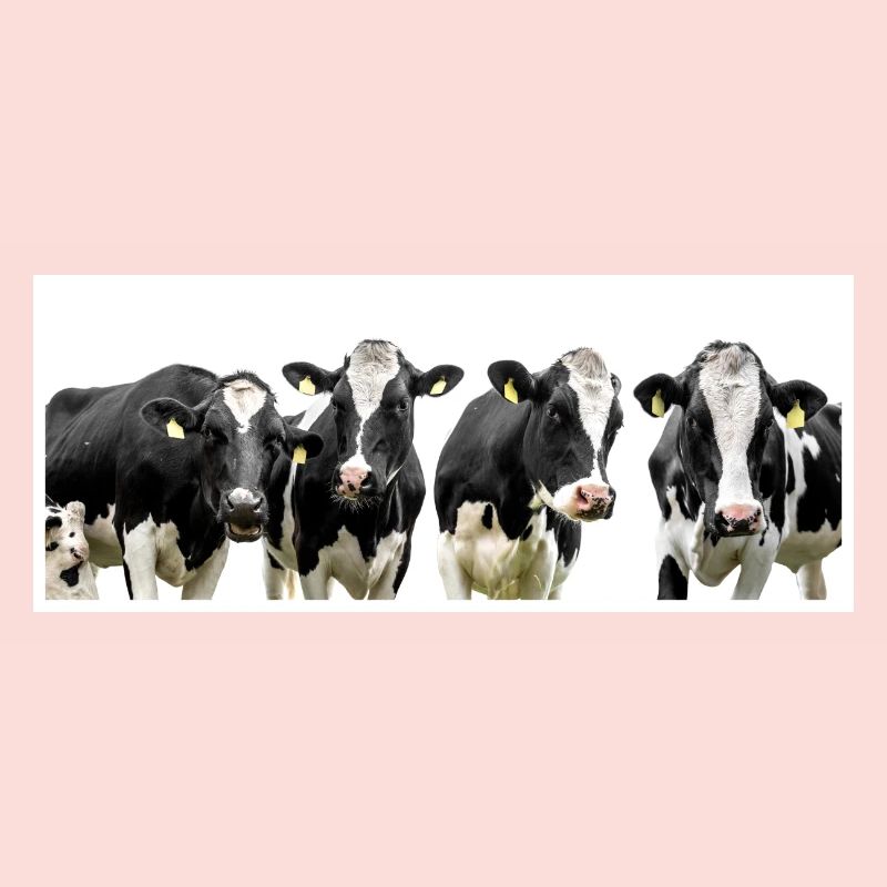 vaches