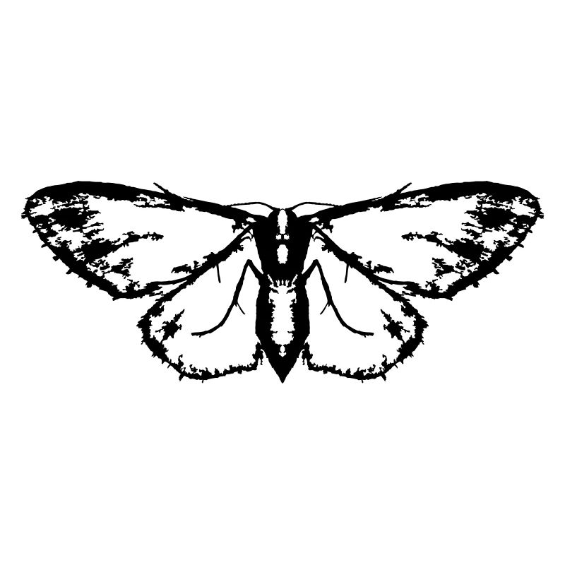 Moth / Butterfly / Moth