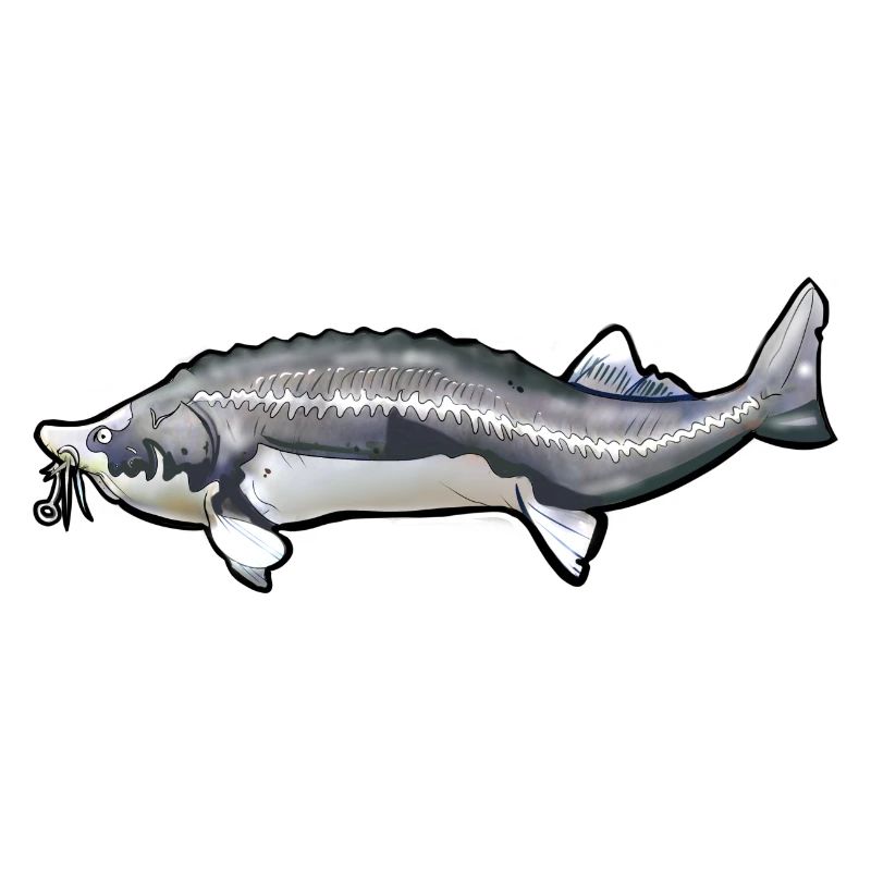 Schwanzmuster von gewühltem Kelfisch