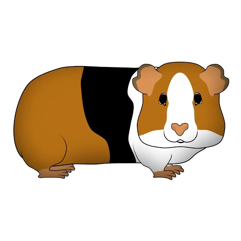 Cochon d’Inde dreifarbi