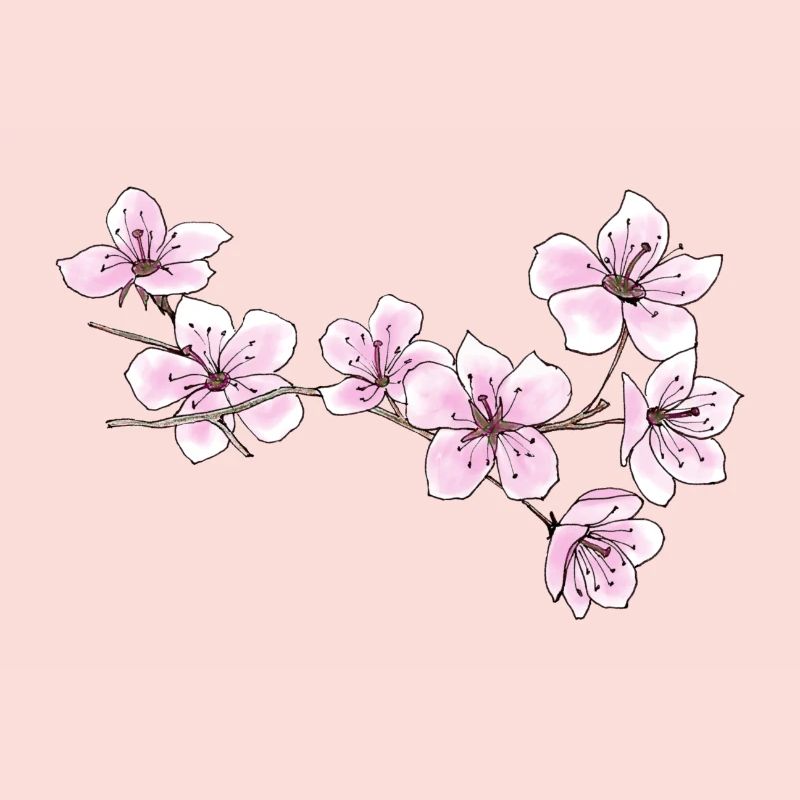 Cherry blossoms