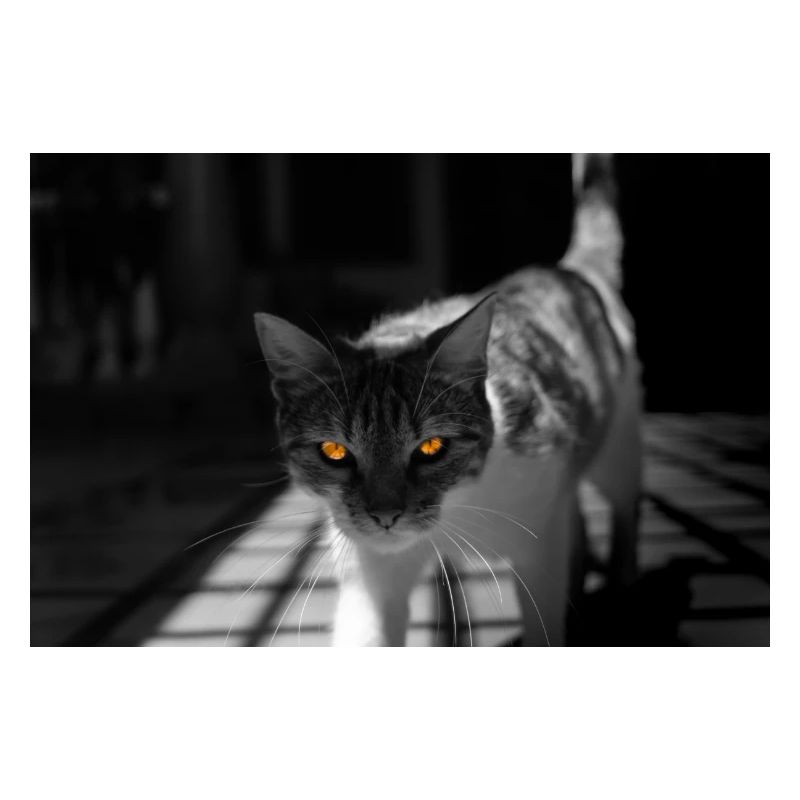 Die Katze mit dem süßen Look