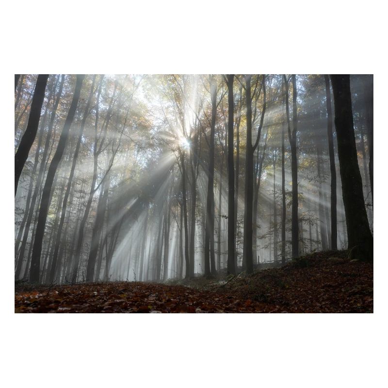 Das Leuchten des Waldes