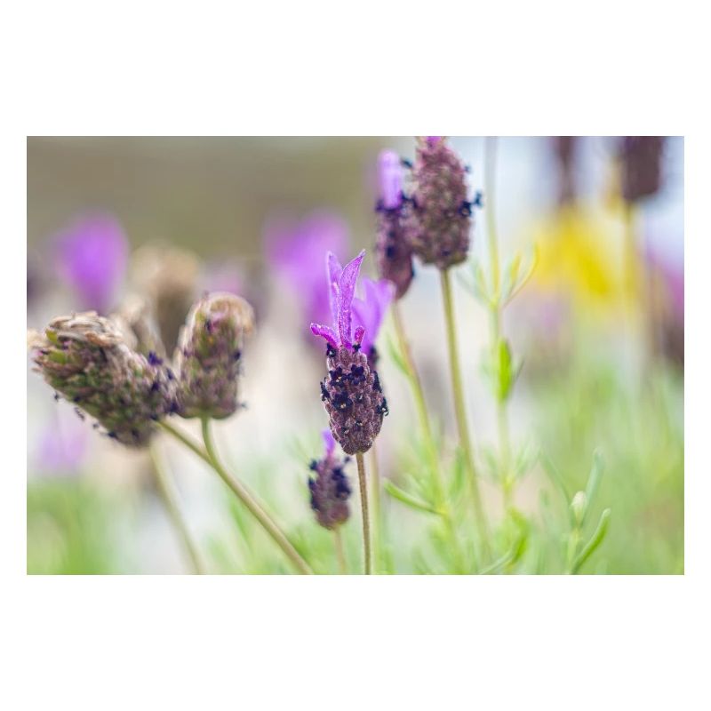 Delicate Lavender in Bloom
