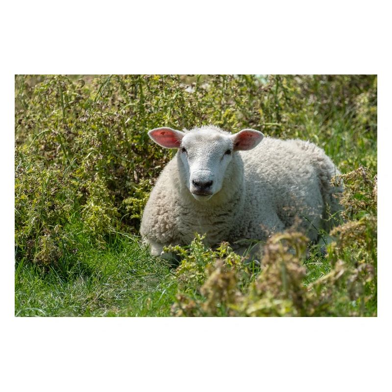 Moutons allongés dans l’herbe - Affiche