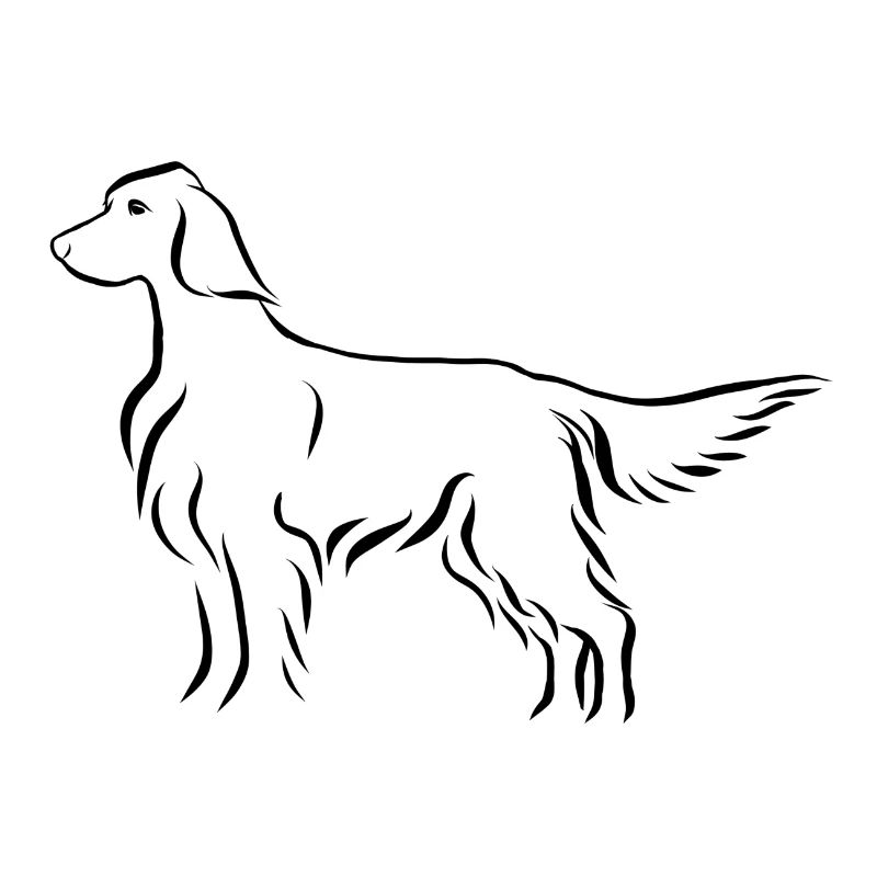 Setter stehend