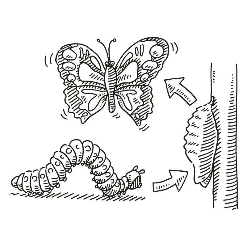 Métamorphose Chenille Pupe Papillon