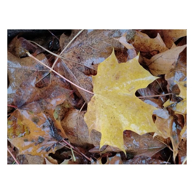 Yellow maple leaf also rainy autumn carpet