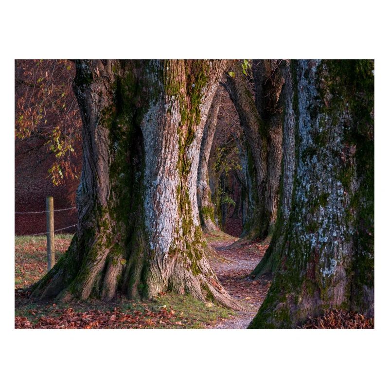 Steindl Allee