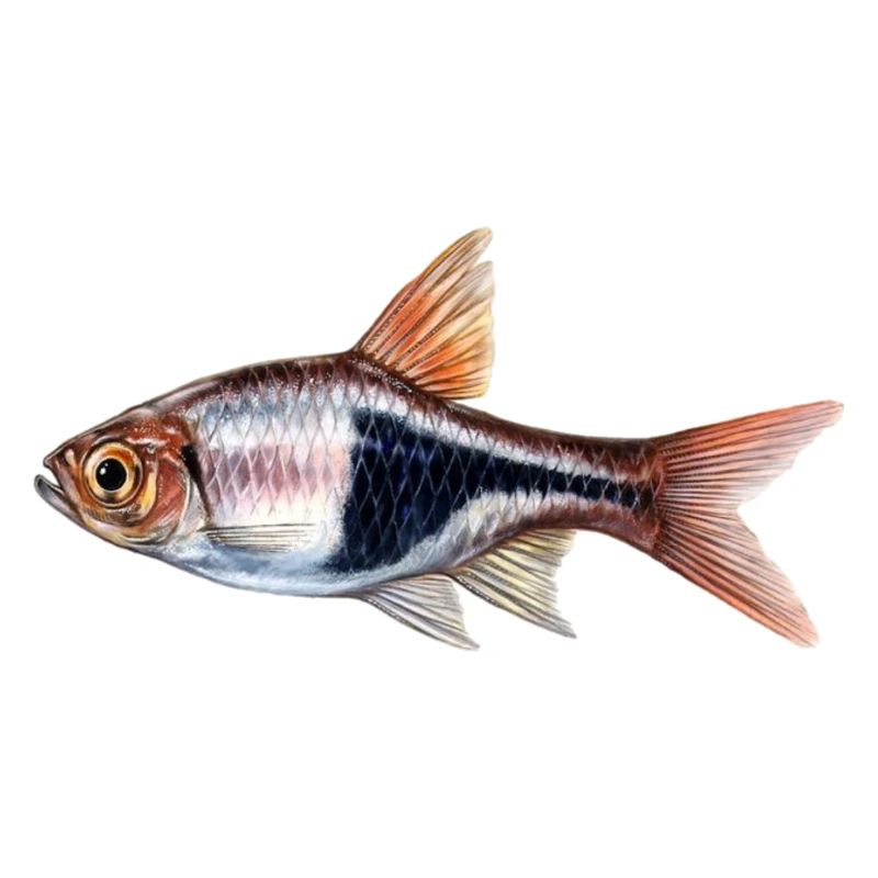 Rasbora Klinowa, Trigonosigma heteromorpha,