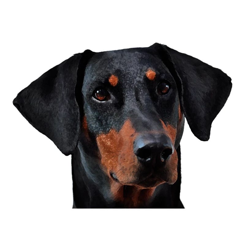 Doberman pinscher