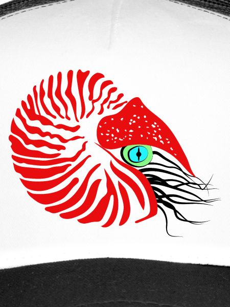 Perlboot, Ammonit, Kopffüßer, Nautilus