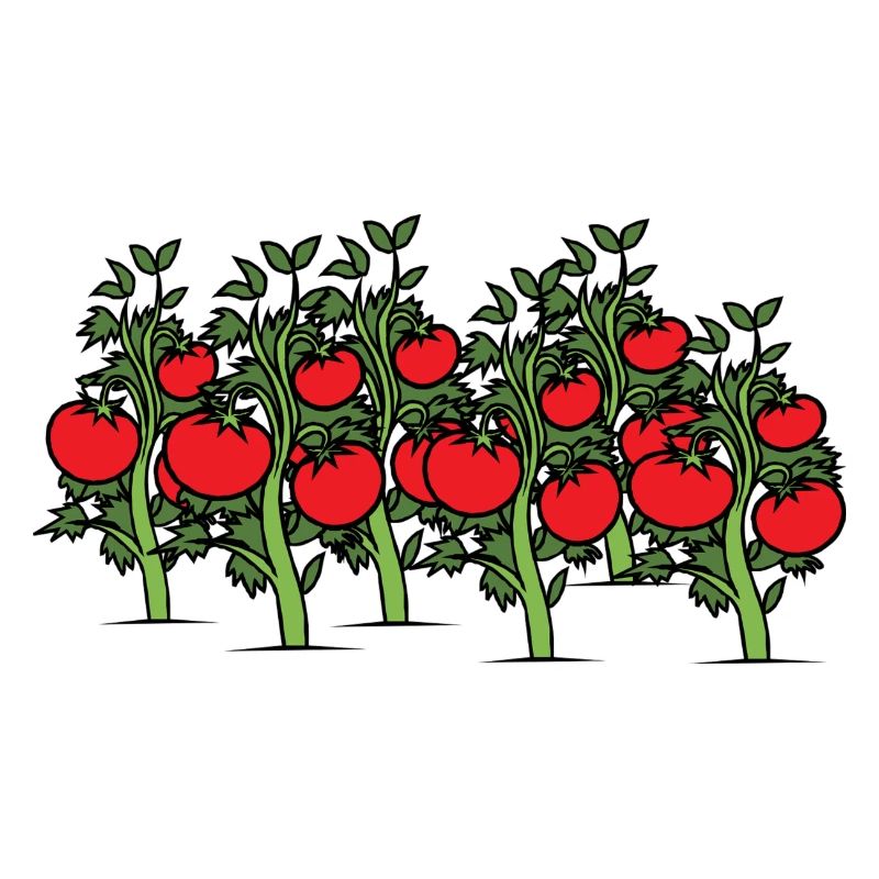 Des tomates sur l’arbuste. Idée de cadeau