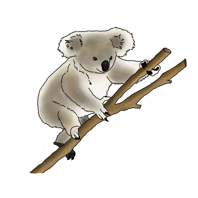 Koala bear