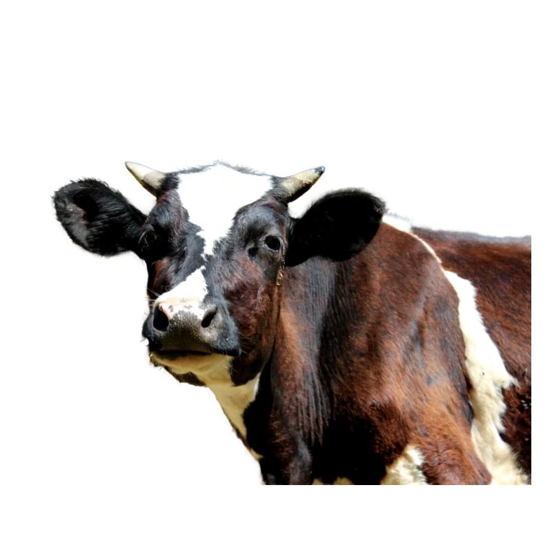 Vache