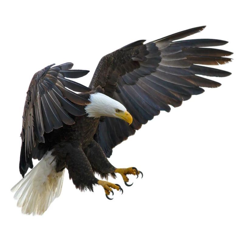 Eagle