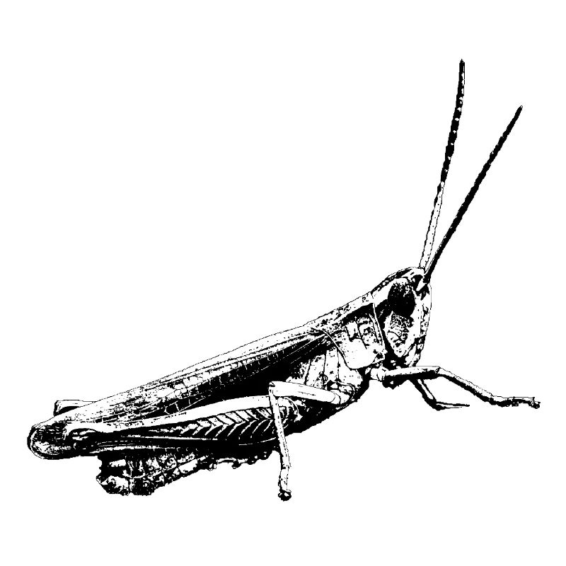 Grasshopper / Grasshopper / Graphic black