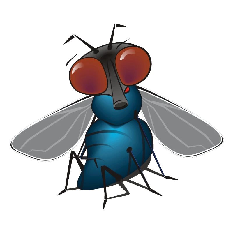 fliege