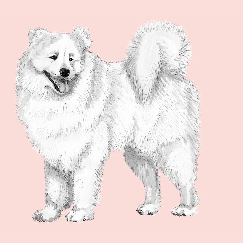 samoyed