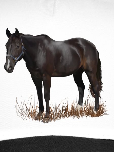 Pferd
