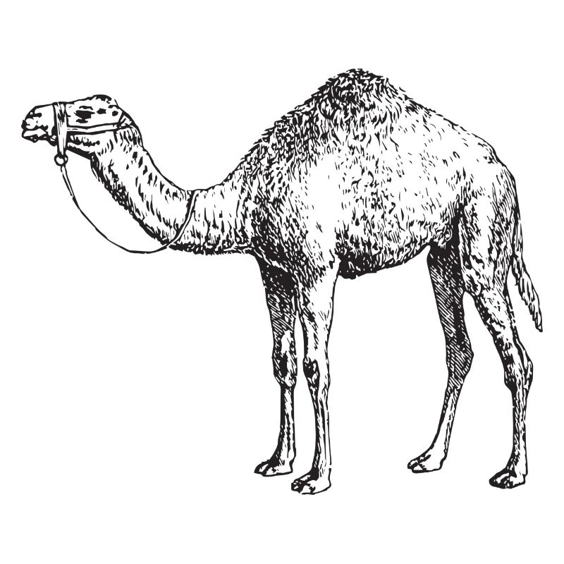 Kamel
