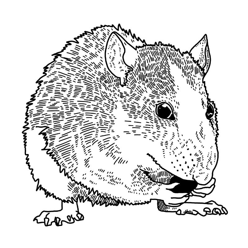 Ratte
