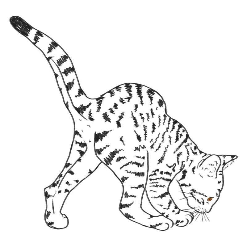Chat noir