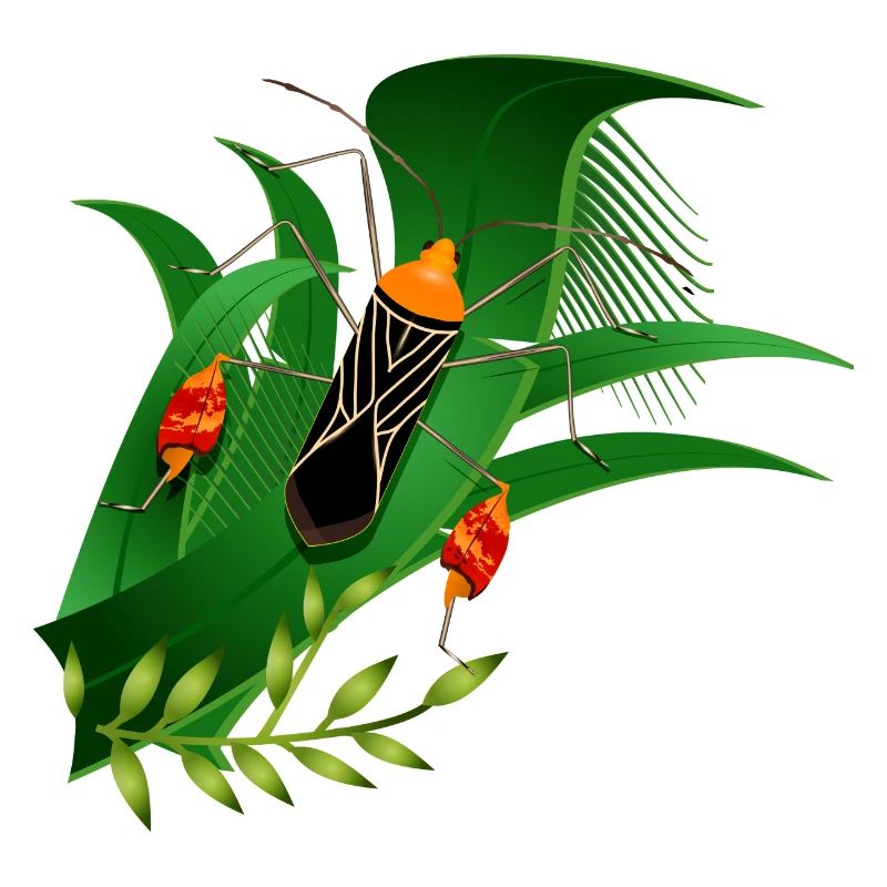 Anisoscelis alipes leaf-footed bug and green leaves